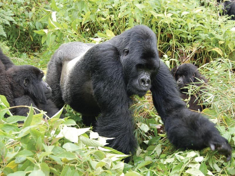 Mountain Gorilla
