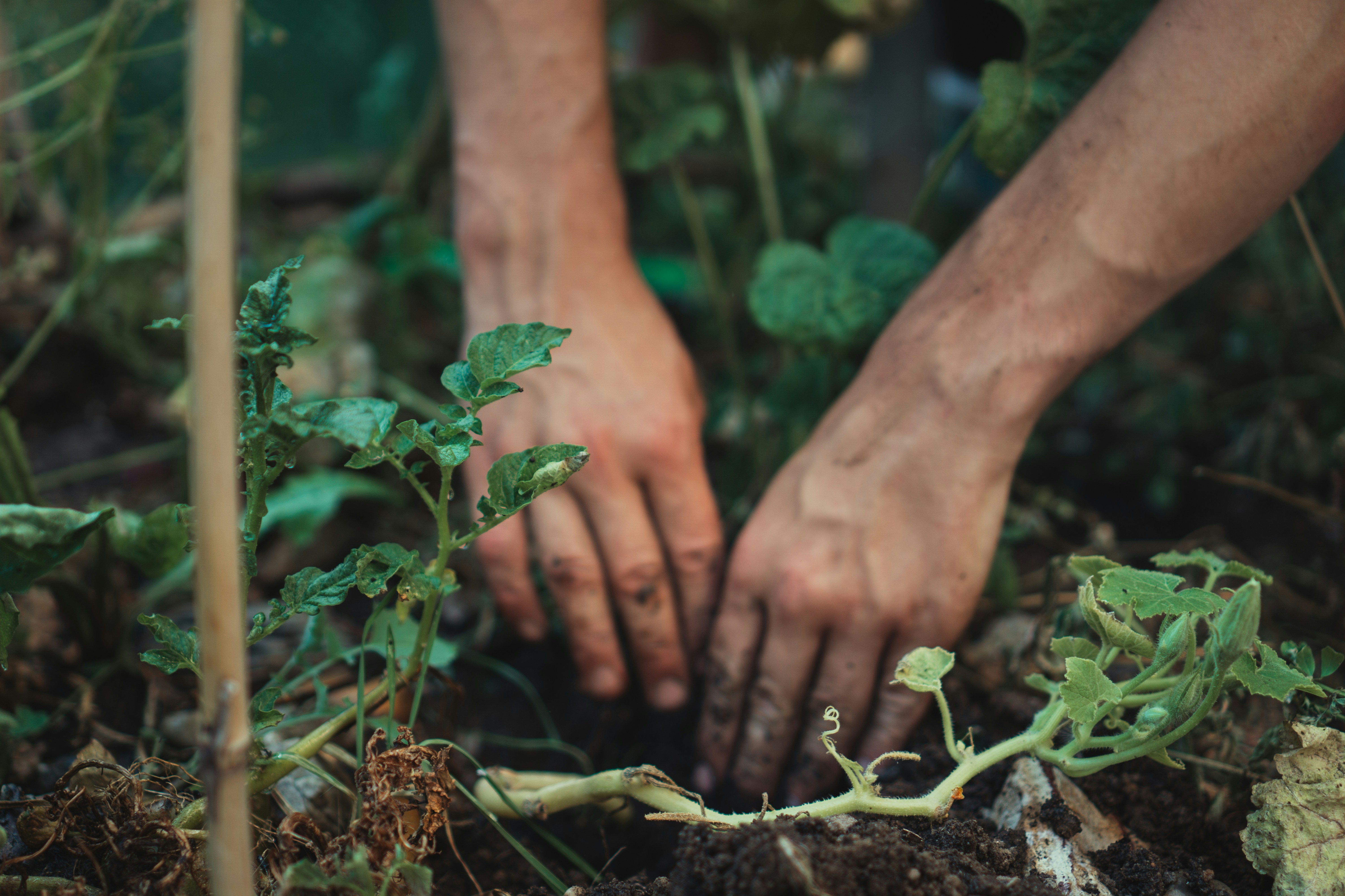 Tree Planting